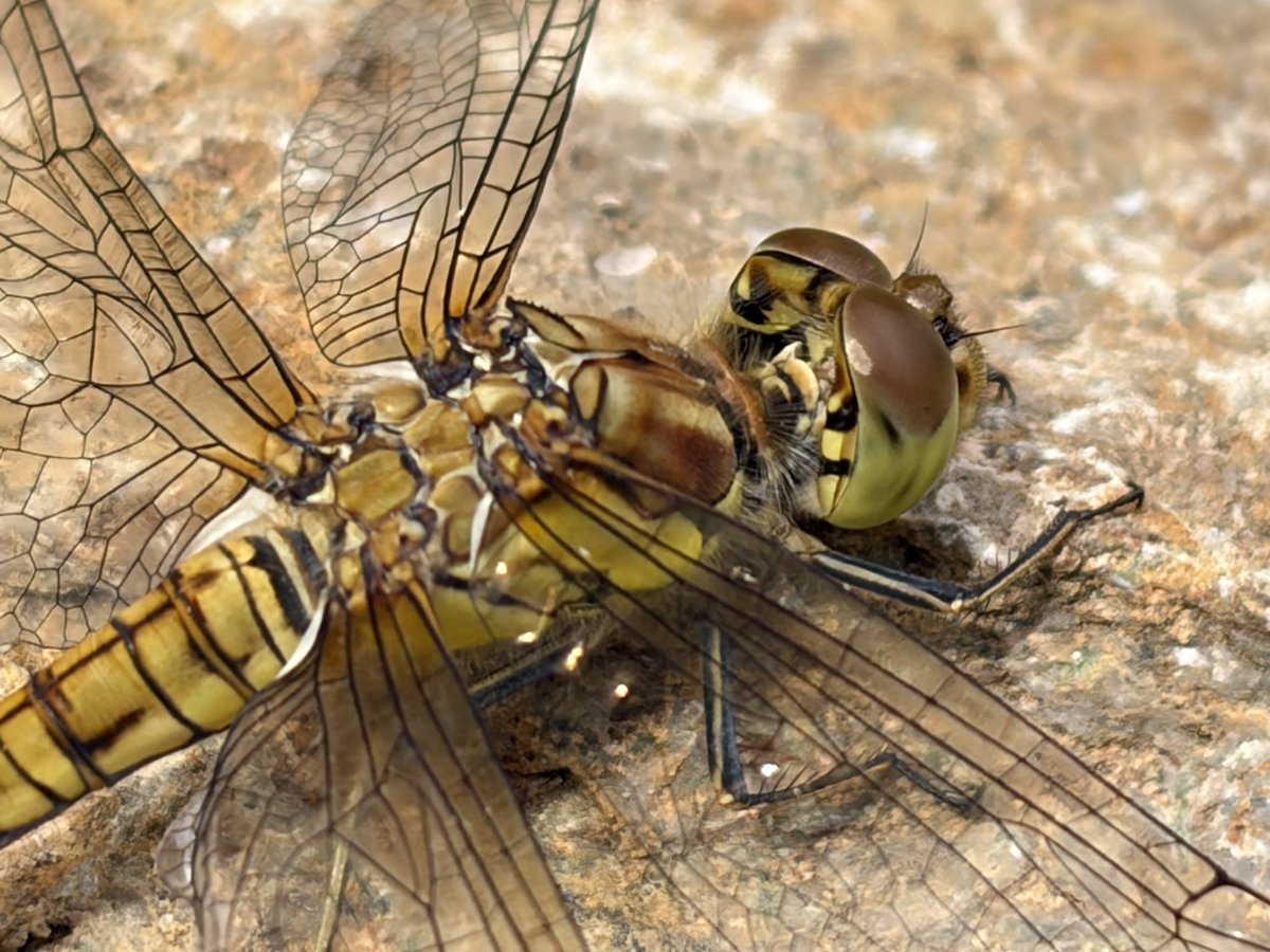 NorwaySkandin's tweet photo. #insects #Insekten #Natur #Garten #dragonfly #Libelle #summer #Sommer #nature #garden
1/ Es sind im Garten etwa 18°C, eine Große Heidelibelle, Sympetrum striolatum (?) sitzt auf einem Stein und sonnt sich. https://t.co/5bmyk1gsQN