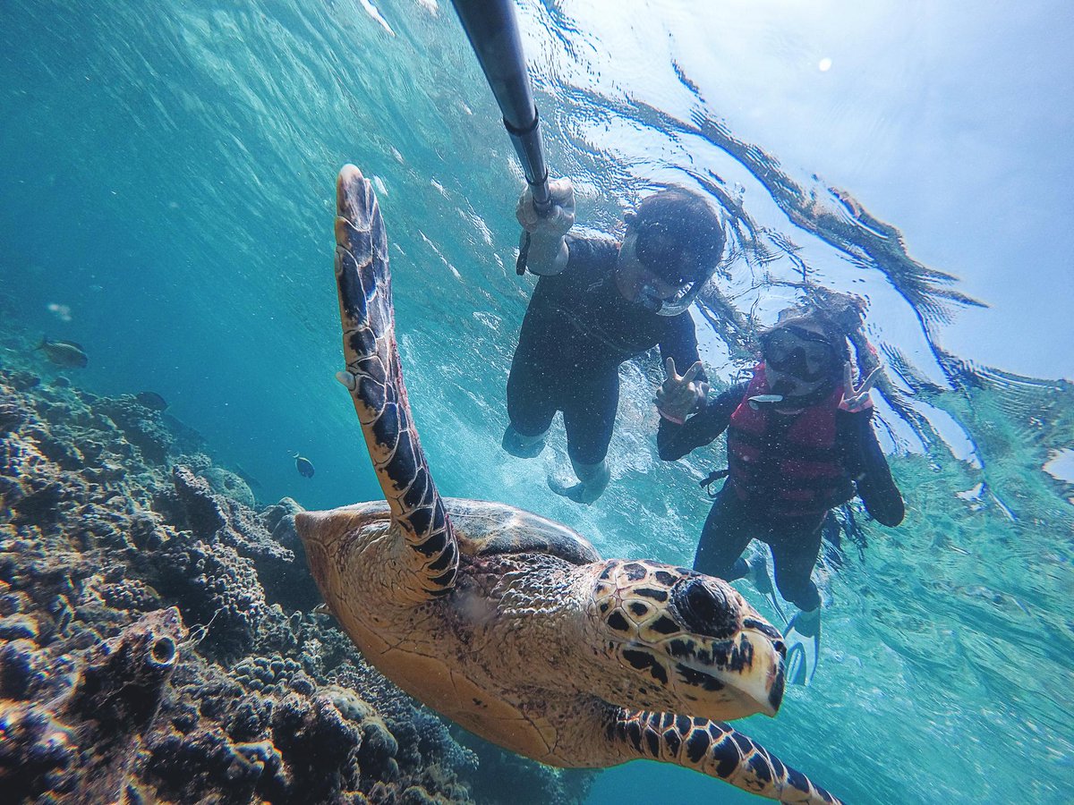 GraceSabin3's tweet photo. Spent the morning chasing sea turtles on a quiet Thai beach—salt in my hair, sun on my face, and a rare, close-up view of these gentle creatures. This is the unplanned magic of off-the-beaten-path travels!， https://t.co/a7eRSnvd6V