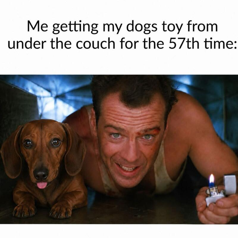 OneCBThoughts's tweet photo. 😂😂😂🐶 https://t.co/C2rp9u3Czj