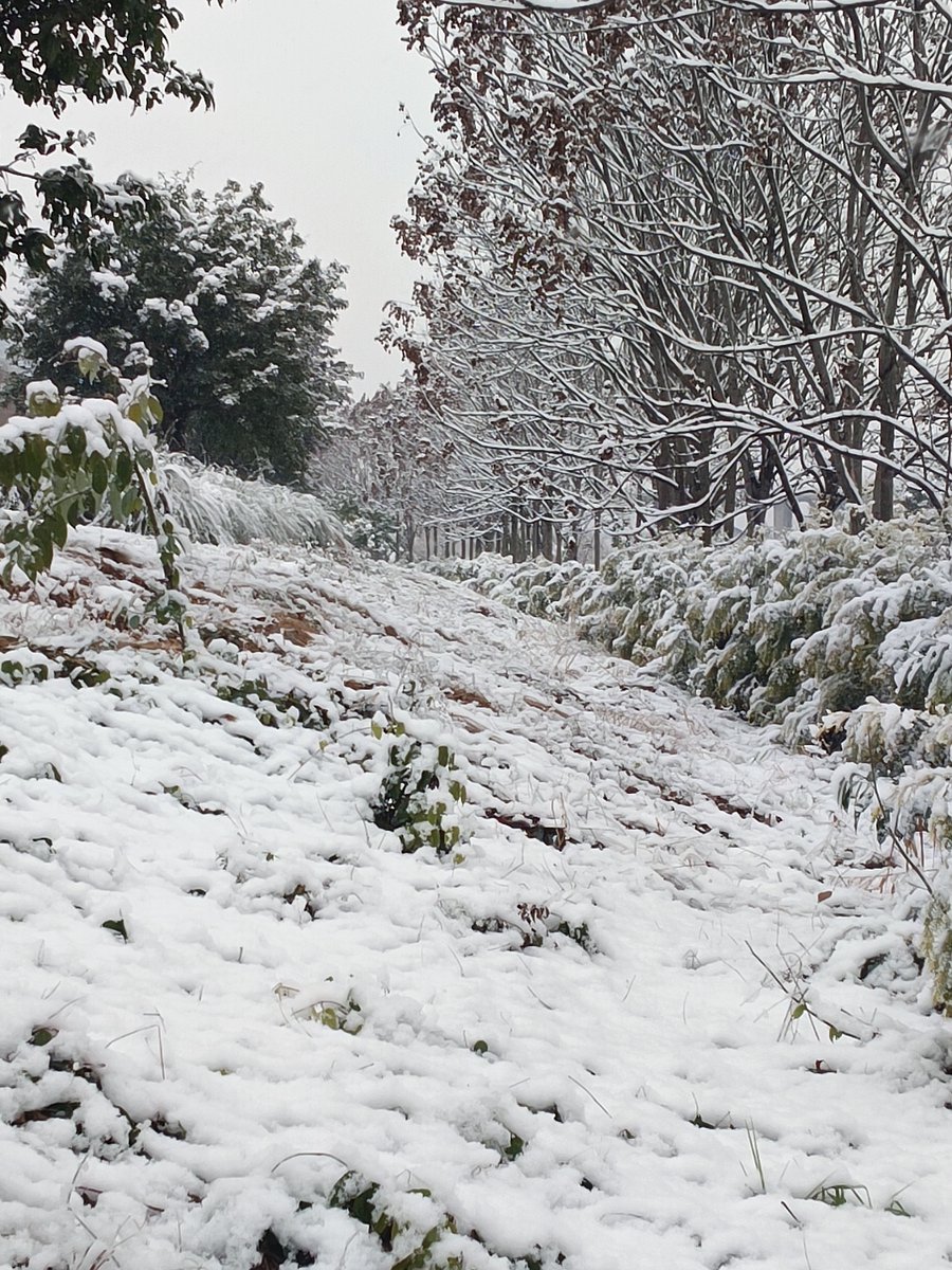 bedoo1144's tweet photo. First snow of the year just covered the park in a soft white blanket—fresh air tastes like winter magic! https://t.co/20yffh5r75
