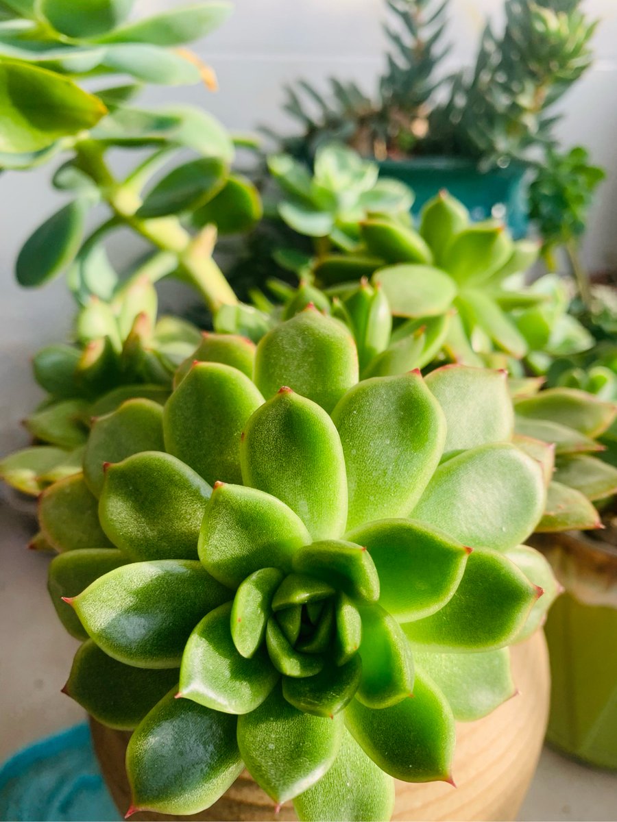 Susanbe45314509's tweet photo. Tidied my desk and added a small potted succulent—work feels so much calmer and more focused now! #DeskGoals #OfficeVibes， https://t.co/wfrpGUWrnW