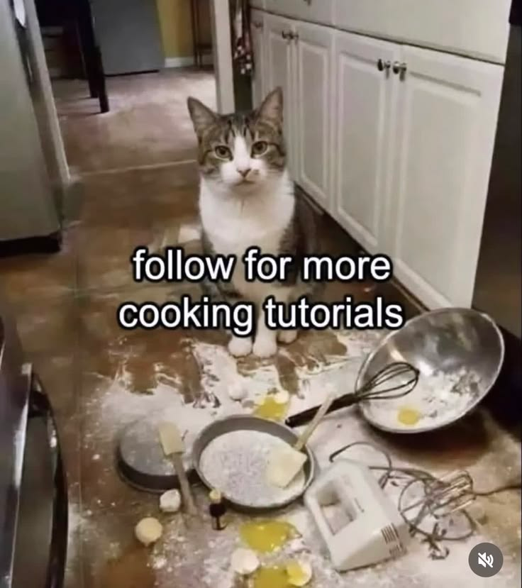 CatPosted's tweet photo. https://t.co/ITfY9mjJ05