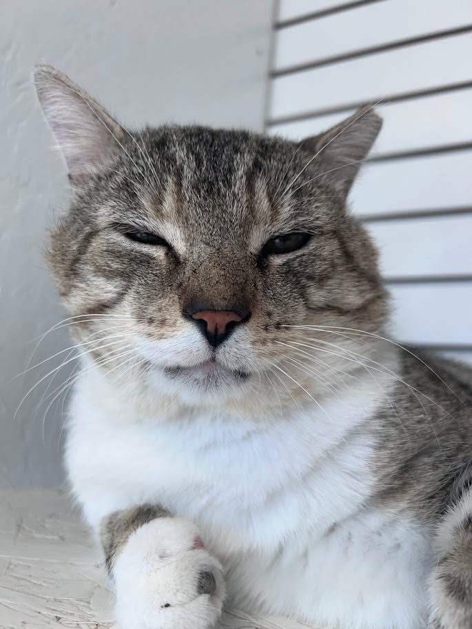 MeWowCatCafe's tweet photo. Look at me, sitting here patiently waiting for some hoomans to give me some lovin'! β€β€ See you soon!
#mewowcatcafe #catcafe #catlovers #cat #happycats #doylestownkitties https://t.co/RxSpM5Vx6L