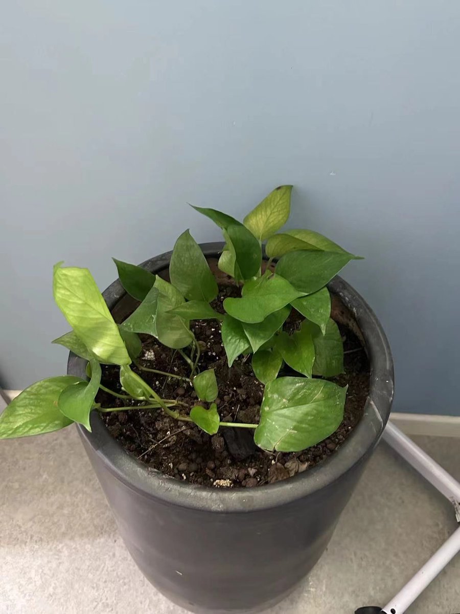 bbelue66's tweet photo. Pro tip for your pothos: Let its soil dry completely between waterings, and it’ll grow lush, trailing leaves all year round! https://t.co/FiDwlOHJc1