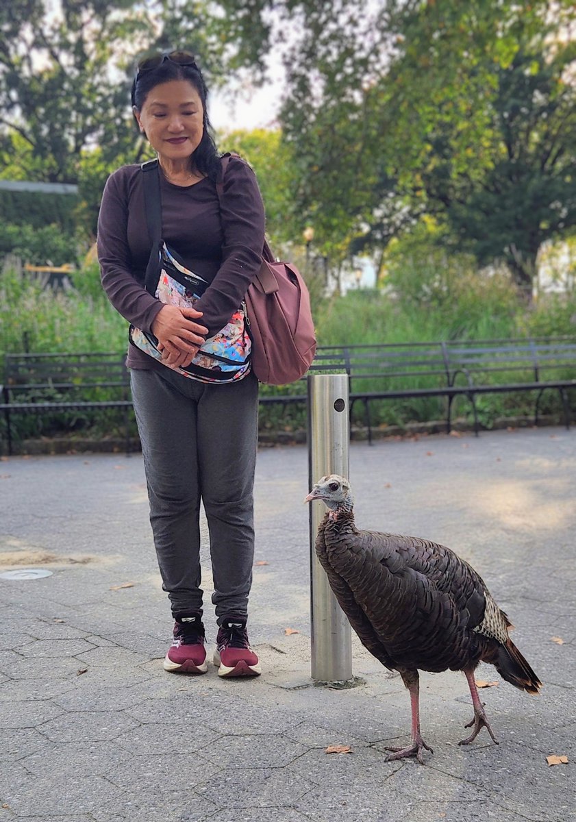 BirdCentralPark's tweet photo. Two best friends enjoy an evening walk together—Astoria the Wild Turkey and her devoted caregiver @StellaH07773809. 🦃 🧡 https://t.co/VoG9lAaOfL