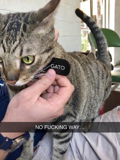 TweetsOfCats's tweet photo. https://t.co/VFOZITSYZi