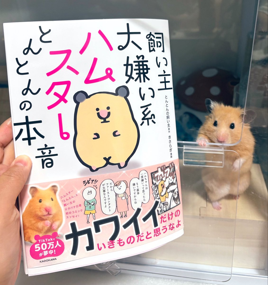 _M_0809's tweet photo. 飼い主大嫌い系ハムスター
とんとんの本音

届いた🐹🧡✨ https://t.co/uCrbBxC04B