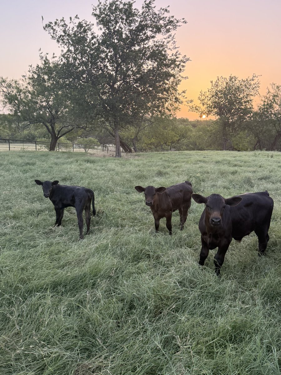 The_KoKoMo's tweet photo. @BlueBoxDave And what happens to 8,000,000 sq ft of data center in our lovely rural community when this technology becomes obsolete? Grazing land is replaced with concrete, steel and toxic waste. Rural Texans are being asked to sacrifice too much for someone else’s gain. https://t.co/UPFNrqOgbb