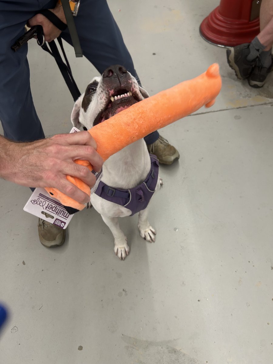 CoolAceDecatur's tweet photo. We love our canine visitors; they love our great selection of toys and treats! https://t.co/Teveg8HJ7r
