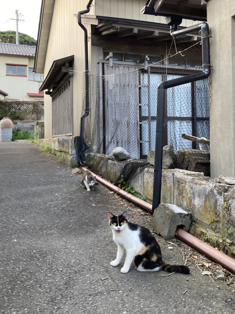 kuronekotashiro's tweet photo. こちらもどうぞ😸
こふくのお腹は白い腹巻き模様でした😂

#猫島 #tashirojima #catisland #CatsOnX #cat #田代島クロネコ堂 #CatsOfX #cats https://t.co/MGS6OCHulF