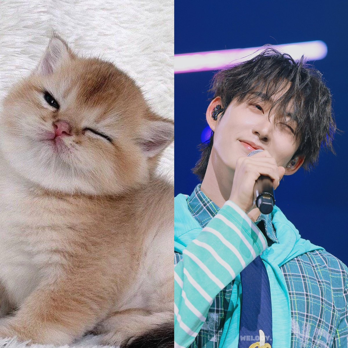 pinoojd's tweet photo. ฝั่งหนายคือน้องเอสตุวจิง…🥺🥺🐈🐈💘🤌🏻🤌🏻🤌🏻 https://t.co/2rTIyTIvzX