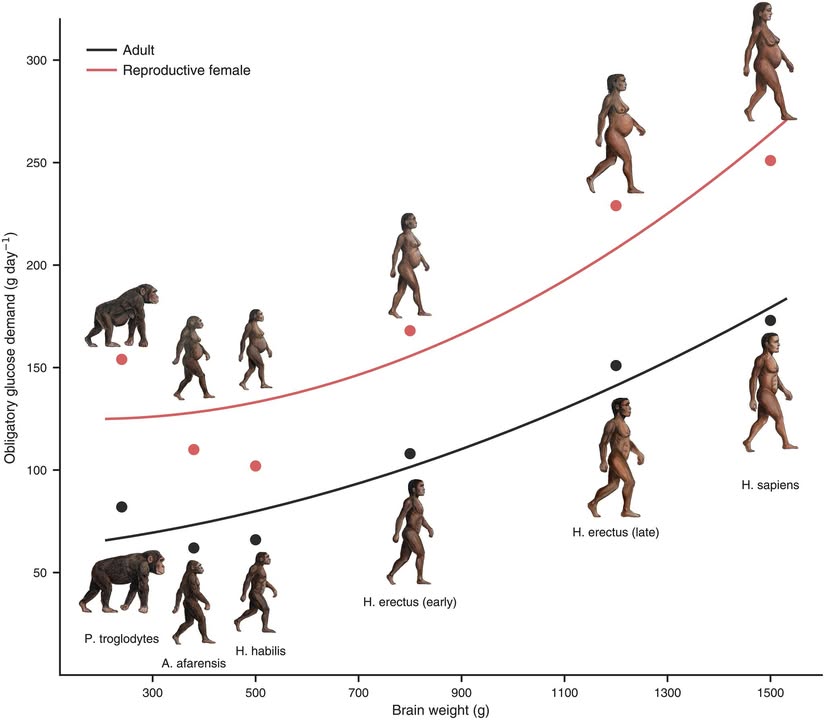 ScienceMagazine's tweet photo. The evolution of the human brain may owe as much to fruit and honey as to meat, according to a new Science Analytical Review. 

The findings challenge one of the dominant ideas about our ancestors' diet. 

Learn more: https://t.co/k8qOowp46f https://t.co/7YPFvB24Fv
