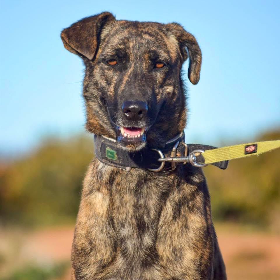 SosAbuelos1's tweet photo. #VALENCIA
#DAINERIS tiene 7 años. Entró en el refugio con muchísimo miedo a las personas. Pero pasando los meses... su buen carácter con otros perros, están posibilitando que Daineris vaya mejorando 

¿Quieres conocerla?

Contacto; WhatsApp 661 86 48 08 // 662 36 64 80 https://t.co/yJrgrFA4Ht