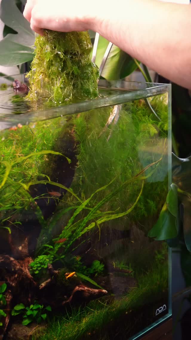 puffnstufflow0's tweet photo. The 45 AIO by UNS 💚

Absolutely loving how this scape is growing in. All the plants from @buceplant are growing in nicely, and it’s about time for a little Riccardia trim. 

#aquascapes #aquascaping #natureaquariums #ultumnaturesystems #buceplant https://t.co/NkfiOz5Dnr