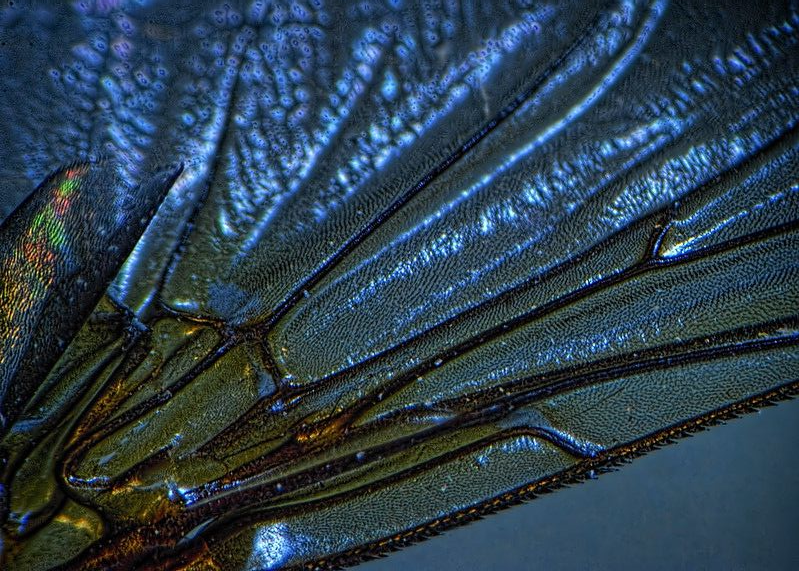 reminiscinbby's tweet photo. nature's stained glass https://t.co/EVkcyY58Ir