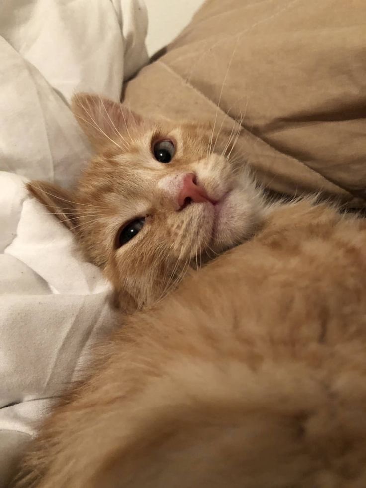 debrauchiha's tweet photo. Uma AU onde o gato de Jimin sempre invade a casa vazia do vizinho... até que um dia alguém se muda para lá.

Ou

Onde Jungkook acorda com um gatinho laranja em seu sofá, mas ele não tem um gatinho laranja https://t.co/YxJ9GKqfec