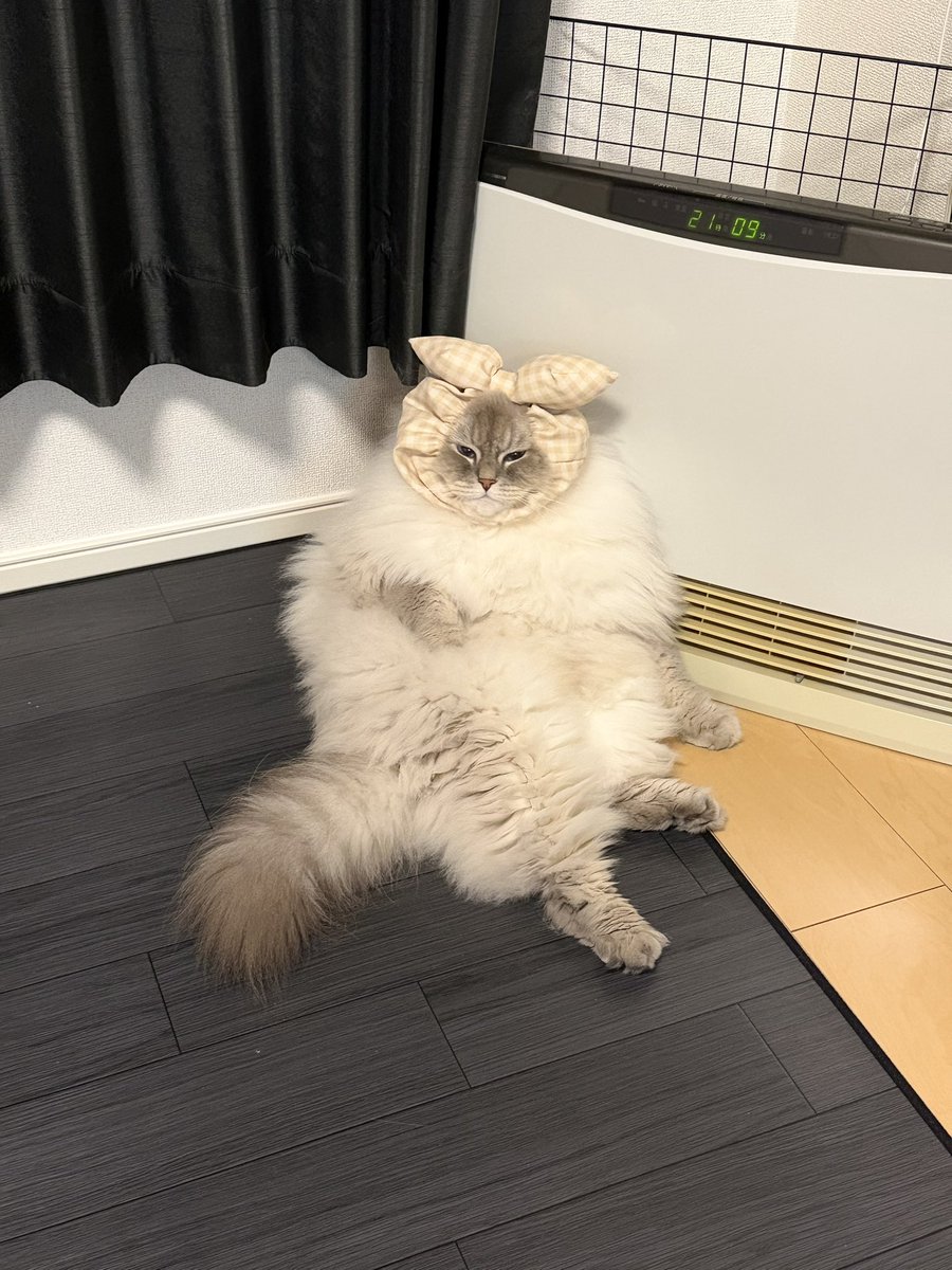 neko11eleven's tweet photo. そのうち絵画になりそう https://t.co/Fl6aBpanD0