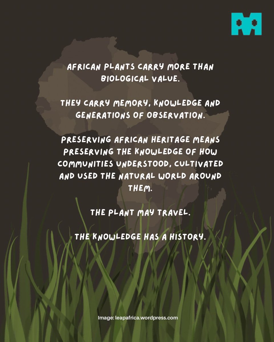 MileleMuseum's tweet photo. How much knowledge about African plants has been passed down through generations — but never recorded?
What plants did your grandparents or community elders use? Tell us in the comments.
#MileleMuseum #milele #museum #museum #africans https://t.co/K3UyF3Sm4q
