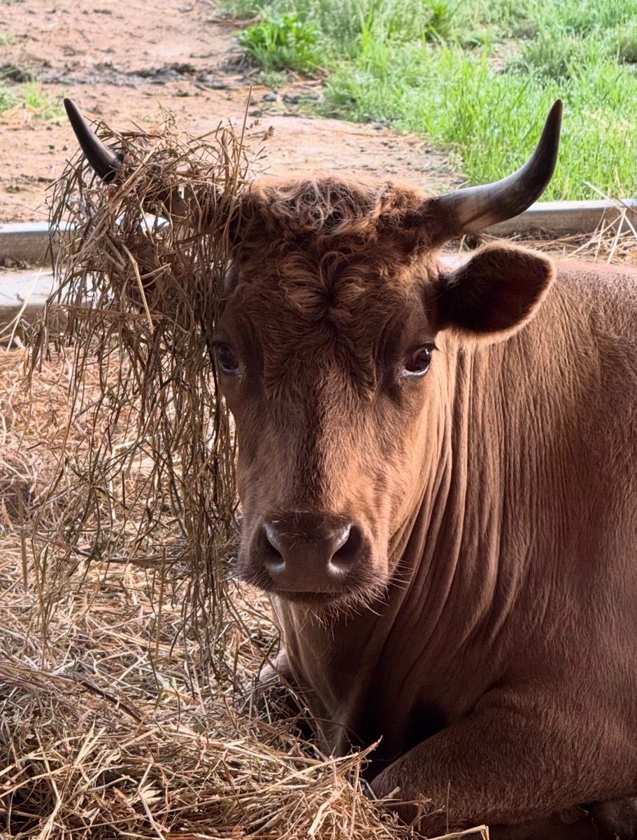 HistoryBoutique's tweet photo. We all want lower prices at the grocery store. 

I do NOT think selling out the American farmer is the answer and I certainly have no interest in feeding my kids mystery meat.

If we need to build back herds, how about helping American ranchers buy more cows? https://t.co/tc65KuR4r4
