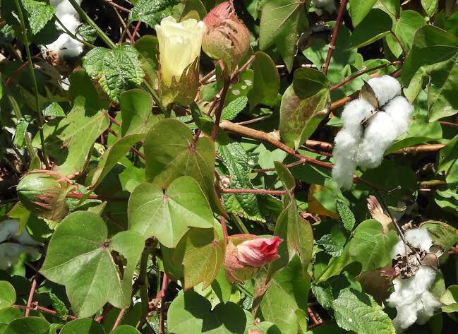 safonyameherbal's tweet photo. For GONORRHEA and recurrent URINARY TRACT INFECTION, boil the leaves of COTTON PLANT for 20mins and drink 100mls twice daily for 2weeks💚🍀 https://t.co/HsR5xQFByl
