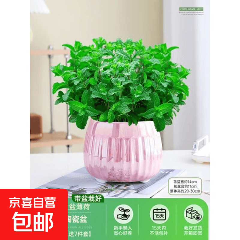 Nattoe1's tweet photo. Turn an old glass jar into a stylish herb planter—add small pebbles at the bottom, soil, and your favorite herbs! Perfect for tiny spaces.， https://t.co/p6oX9Yunqb