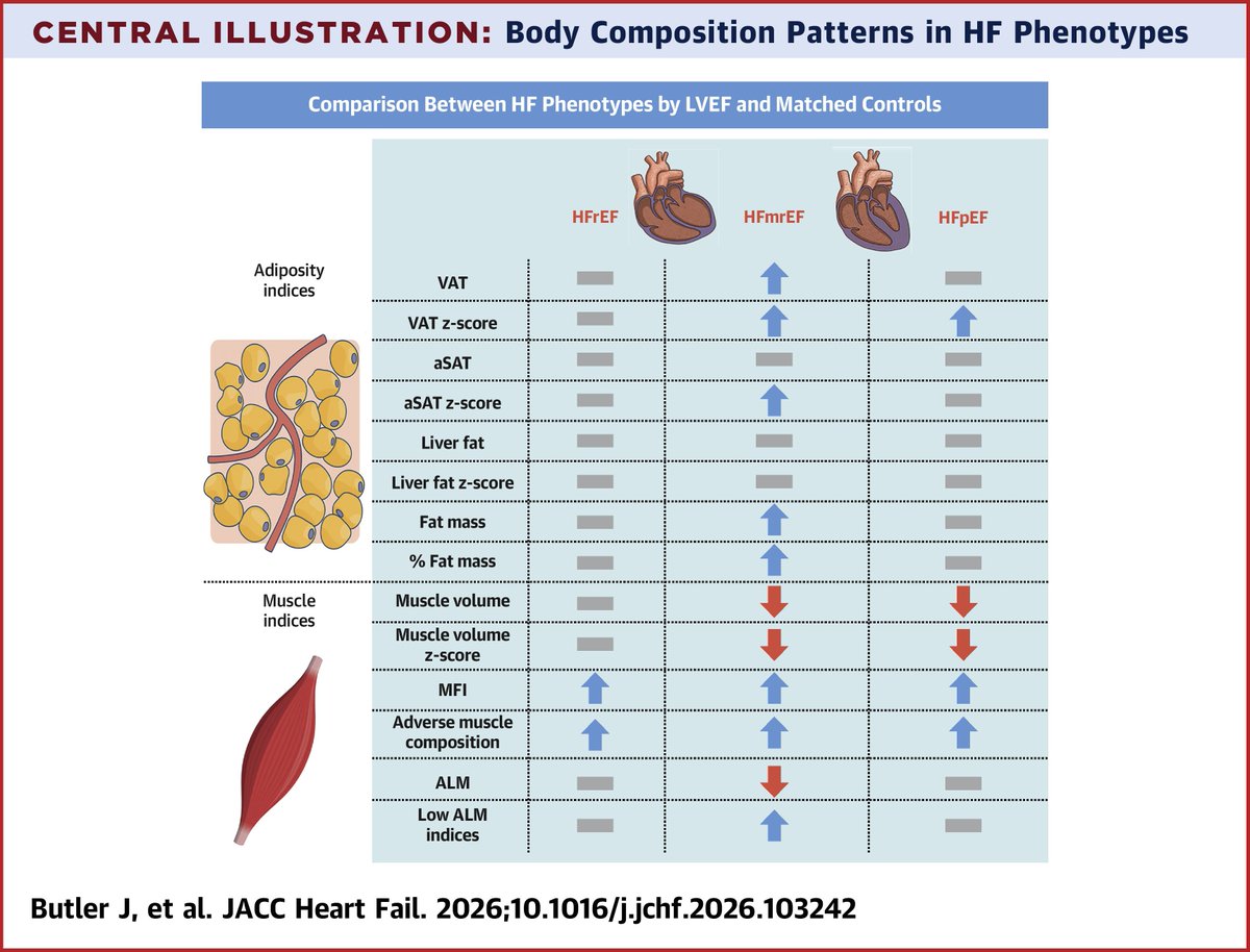 ACCinTouch's tweet photo. Study participants with #heartfailure, compared with controls, had had more visceral adipose tissue, more adverse muscle changes and weaker grip strength, according to research published in #JACCHF.

Read the journal scan for more 👉 https://t.co/Xf5nD7c1D3 https://t.co/K9tnPzkEk7