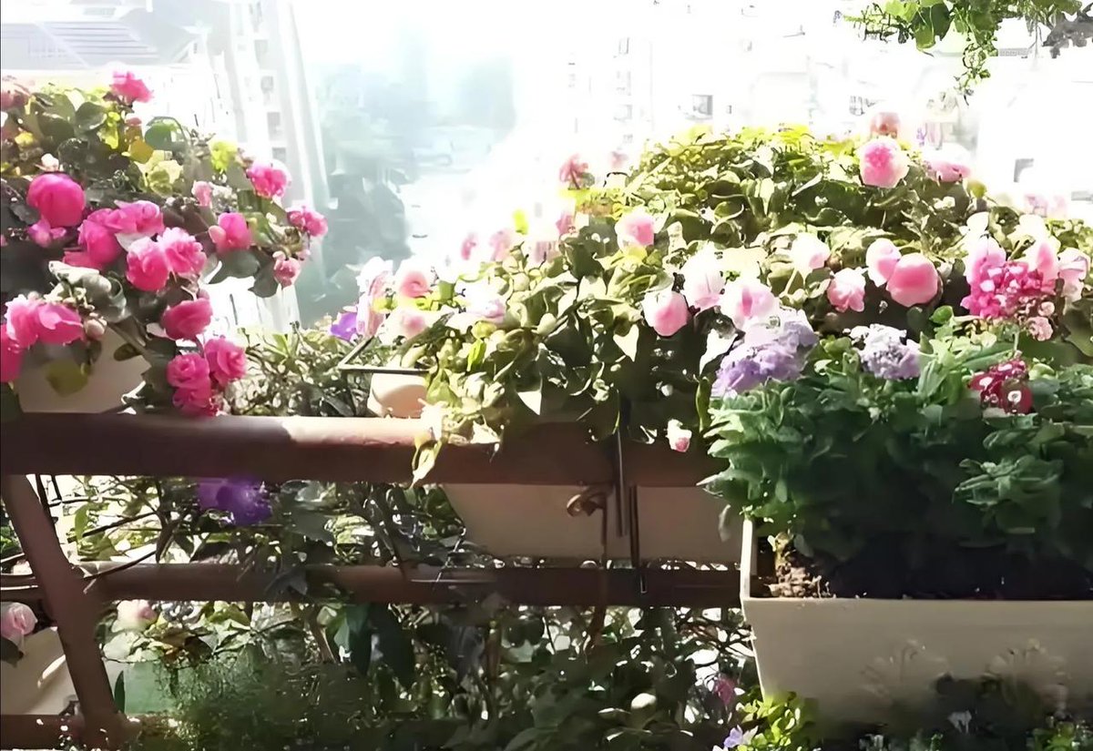 fanny_caparros's tweet photo. [Pro tip for your pothos: Let the top 2 inches of soil dry out between waterings! No more overwatering issues ]， https://t.co/MLnMafRXl9