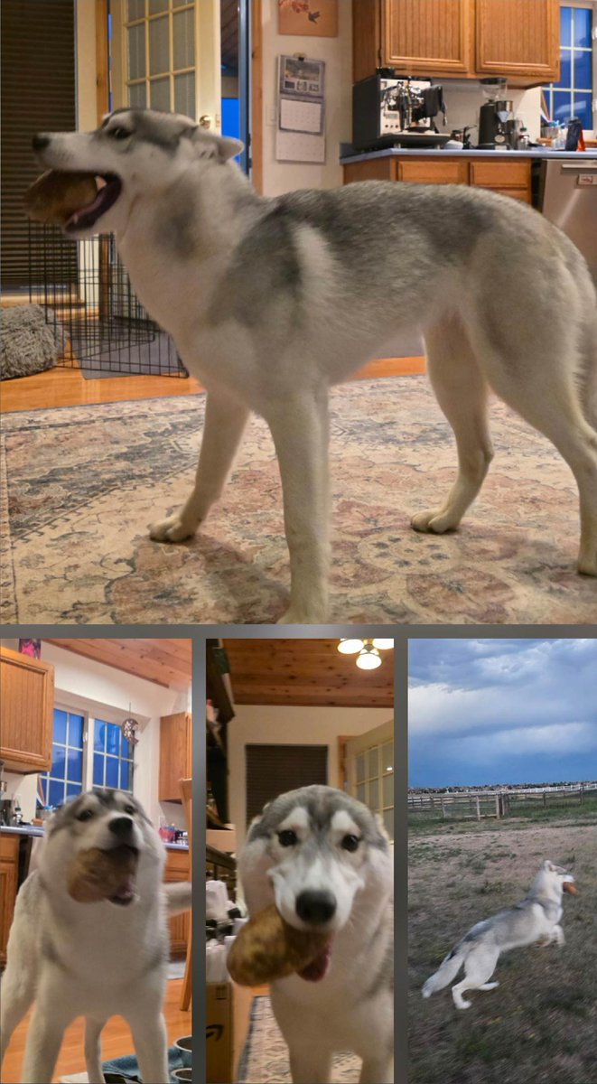OddStuffMag's tweet photo. Funny Pictures – August 22, 2026: https://t.co/FC6CSZeJ3r
My husky puppy found a potato. https://t.co/FbuJGa5okA