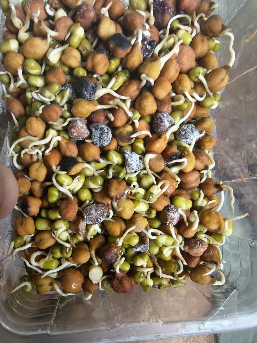 TathagatSah's tweet photo. @bigbasket_com Why was a product unfit for consumption, supposed to be used by 15th Aug, sent in a order placed on 22nd Aug?
While I received a refund, this instance of a spoiled/rotten product slipping through handling is really concerning.
Order ID: BNN-2079203959-20260822 https://t.co/ISw64OfF9r