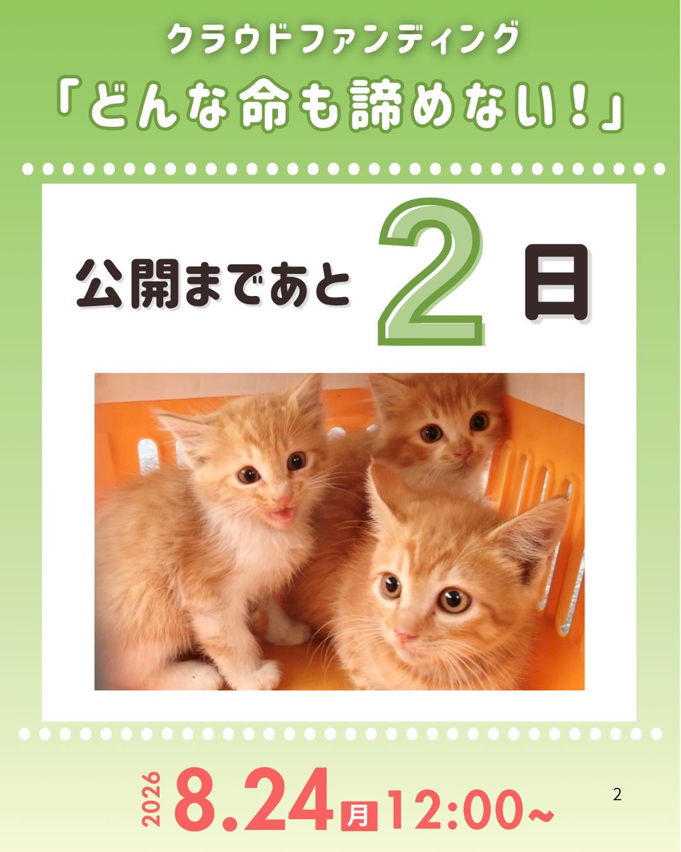 atami_kusunoki's tweet photo. 【NPO法人くすのきは8月24日(月）12時からクラウドファンディングに再挑戦します！】
 
いつもNPO法人くすのきを応援いただきありがとうございます。
 
私たちは、伊豆半島でほぼ唯一、
行き場を失った猫たちの保護・引取り・治療・譲渡を20年にわたり続けています。
近年、飼い主様の高齢化や急逝に伴うシニア猫の引取りが後を絶たず、
持病を持つ子の治療費が活動を圧迫し、活動の継続に深刻な影響が出ています。
【NPO法人くすのきは8月24日(月）12時からクラウドファンディングに再挑戦します！】
 
いつもNPO法人くすのきを応援いただきありがとうございます。
 
私たちは、伊豆半島でほぼ唯一、行き場を失った猫たちの保護・引取り・治療・譲渡を20年にわたり続けています。
近年、飼い主様の高齢化や急逝に伴うシニア猫の引取りが後を絶たず、持病を持つ子の治療費が活動を圧迫し、活動の継続に深刻な影響が出ています。

また、今年は乳幼児の保護依頼も非常に多く
シェルターの猫たちを守り続ける事が非常に難しい状況です。
 
そこでこの度、
急増する保護猫たちの医療費・飼養費支援のため、
クラウドファンディングに再度挑戦いたします！！！
 
第一目標金額は400万円
8月24日(月)12時より支援募集を開始いたします。
目標に届かなければ、頂いたご支援は全て返金となる
「All or Nothing」 というルールで行います。
 
譲渡の難しいシニア猫の引取りは、
持病を持つ子が多く治療費が活動を圧迫しています。
「行き場を失った命に線引きをしない」ために、私たちは挑戦を諦めません！！！
 
いつも支えていただいている皆様に、
今回もお願いをすることは大変心苦しく思いますが、
どうか、どうか、スタートダッシュに繋がるよう、
ご支援と情報拡散にご協力をお願いいたします🙇‍♀️

詳細・ご支援方法は8月24日(月)12時以降、プロフィール欄のリンクからご確認いただけます。
