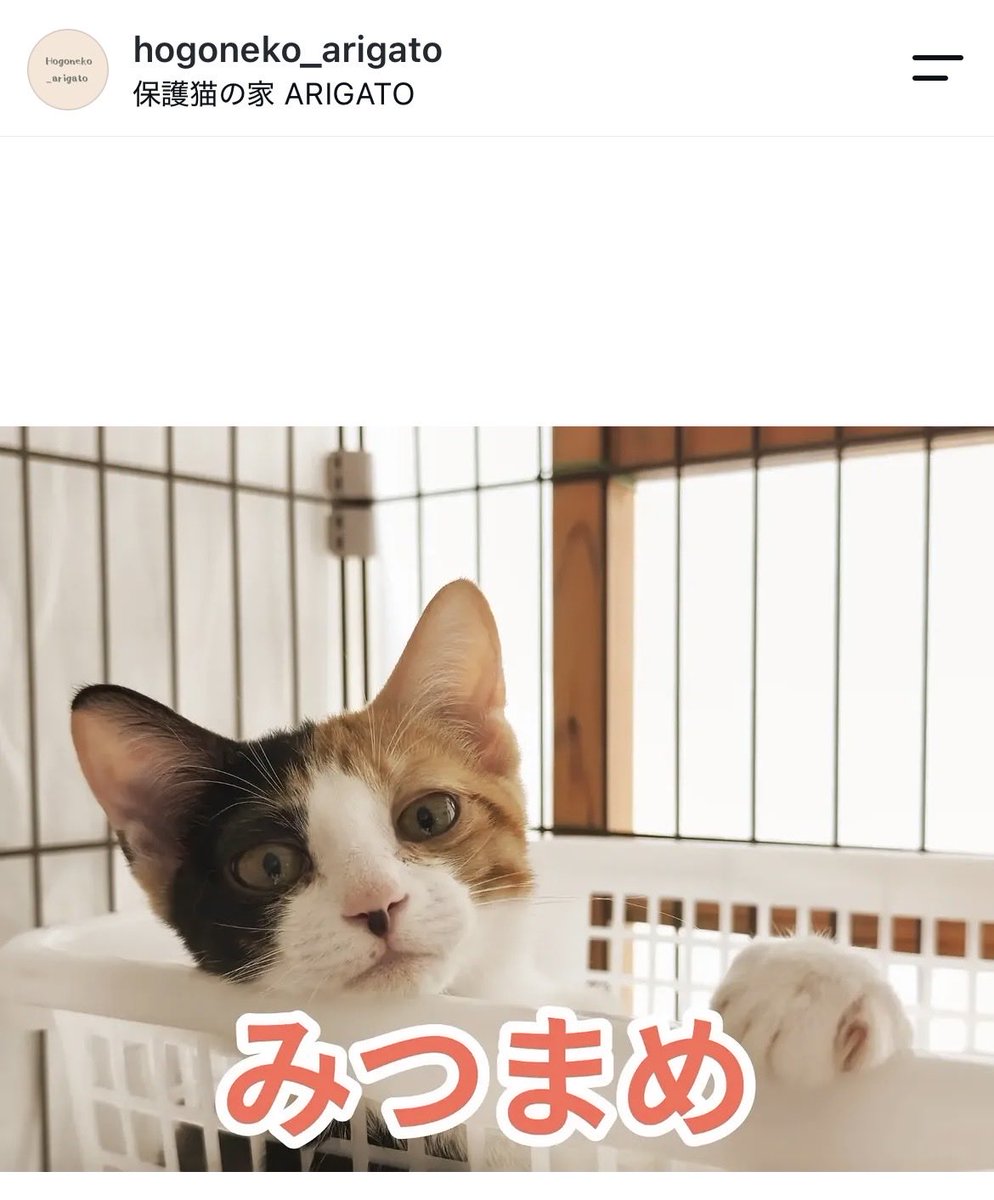 akikofujimura's tweet photo. 【拡散お願いします】

被災地では今もなお、動物たちの居場所が十分に整っていない現実があります。
その影響で、現地での里親譲渡がどうしても難しくなってしまった子猫たちを、私のほうでお預かりすることになりました。

最期まで愛情を注いで、責任を持って家族として受け入れてくれる方を募集しています。３ヶ月から４ヶ月位です。

保護猫の家arigato🏠に来られる方、限定です。家のチェック☑️やトライアル期間があります。

#里親募集中
#保護猫
#熊本震災