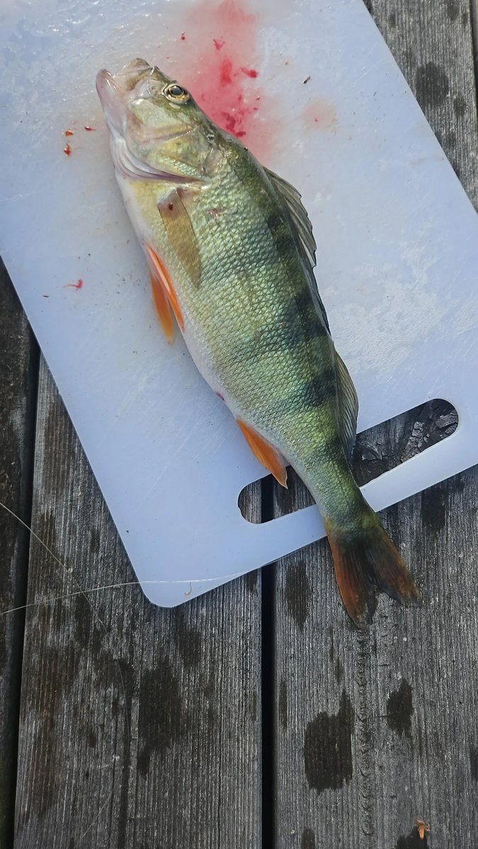 MaggieSmitarvc's tweet photo. No overtime, just a night of adding more fish to the story. https://t.co/9HmjIILRNR