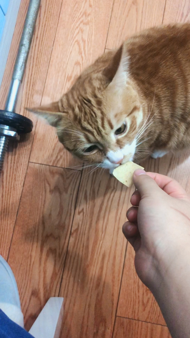 ImamdinGabol1's tweet photo. Caught my intern trying to use the office’s cat feeder to “train” their study snack habit—turns out even 22-year-olds are still secretly just testing out life hacks from middle school. https://t.co/mWpnJDGTWq