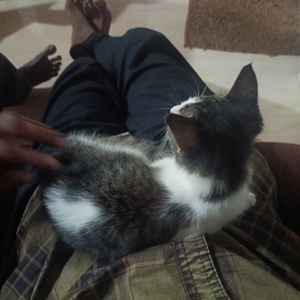 lesfuepot's tweet photo. Went to relatives house and their cat came and sat on my lap #happy #chosen #ilovelife https://t.co/9XkeT6A7va