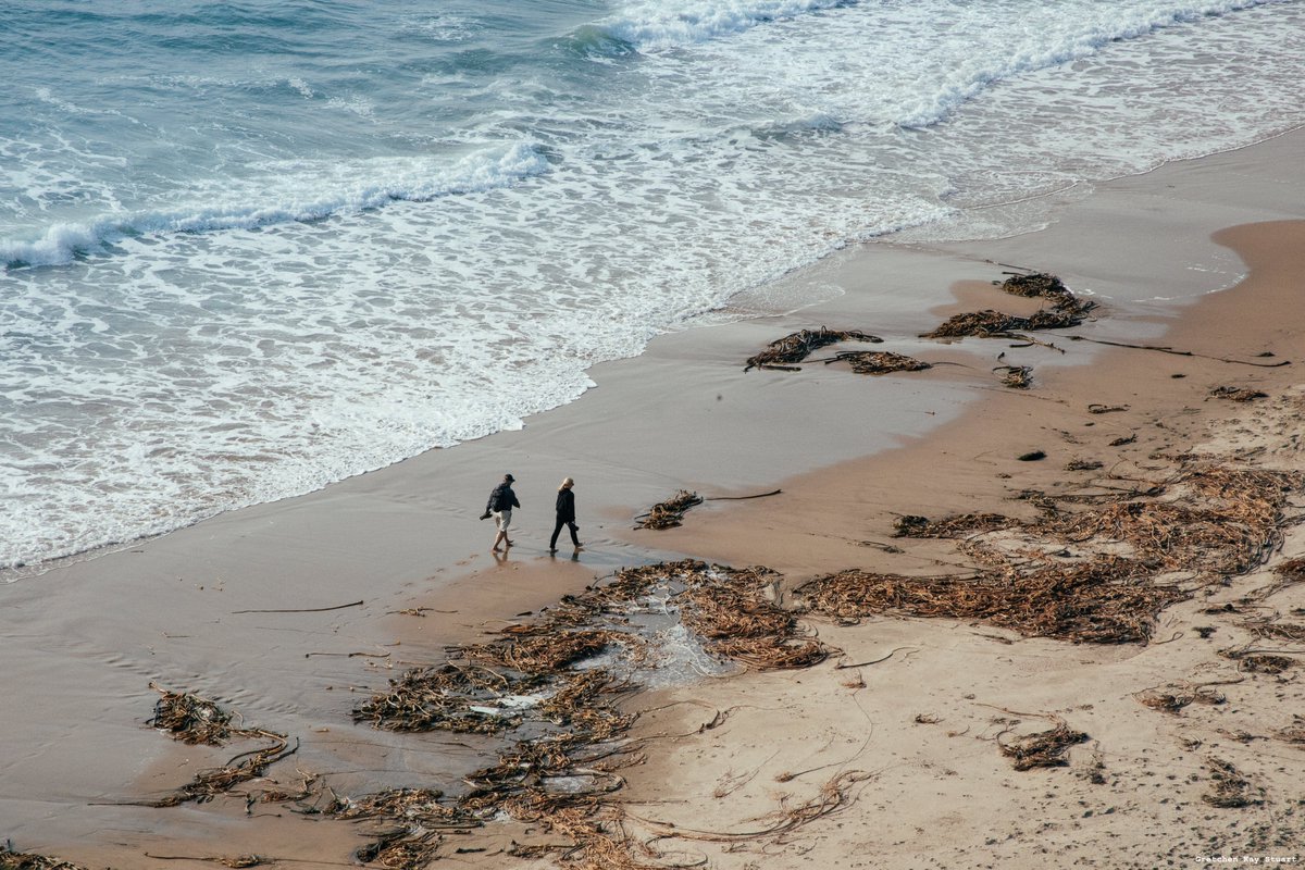 ElakhaA's tweet photo. A wrack line is the line of seaweed, driftwood, shells, and other natural material that gets deposited along the beach by the highest reach of the tide or waves. It's more than just washed up debris, it's a mini-ecosystem.

📸: Gretchen Kay Stuart #oregoncoast #beach #ocean #kelp https://t.co/w4J6VRcWBX