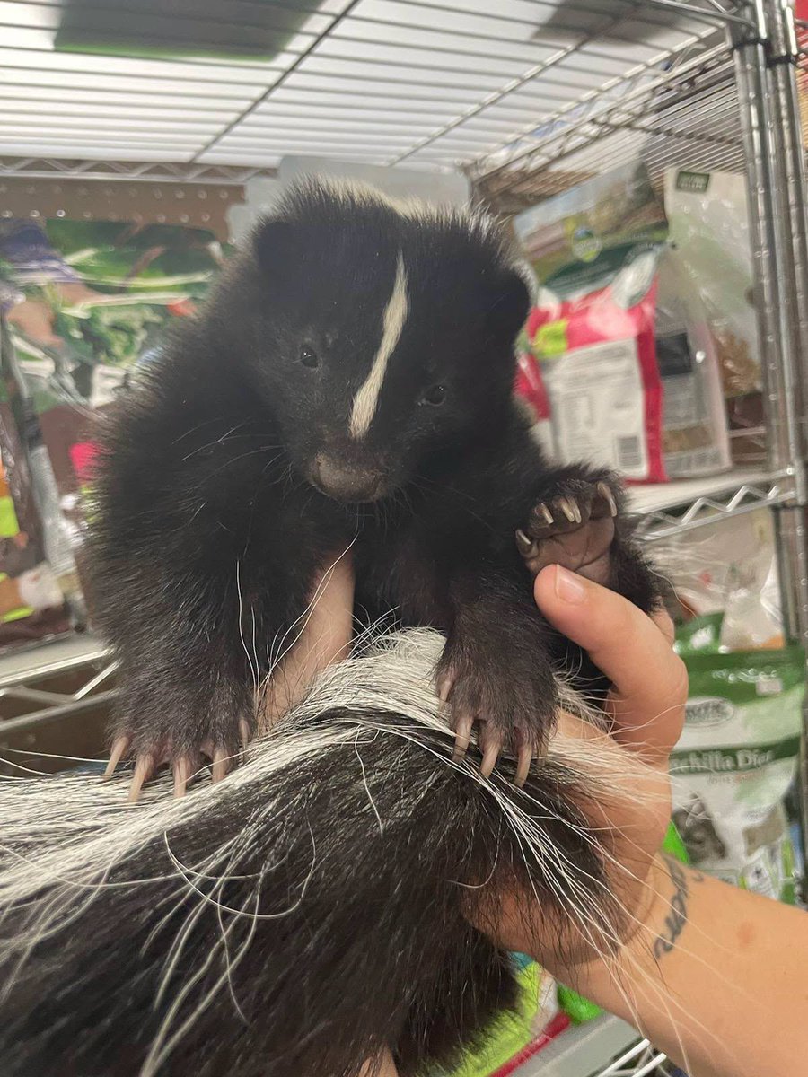 PanhandleExotic's tweet photo. Skunks!  Info @ https://t.co/nl0ZTjLwr8 https://t.co/62MhOBn9oC