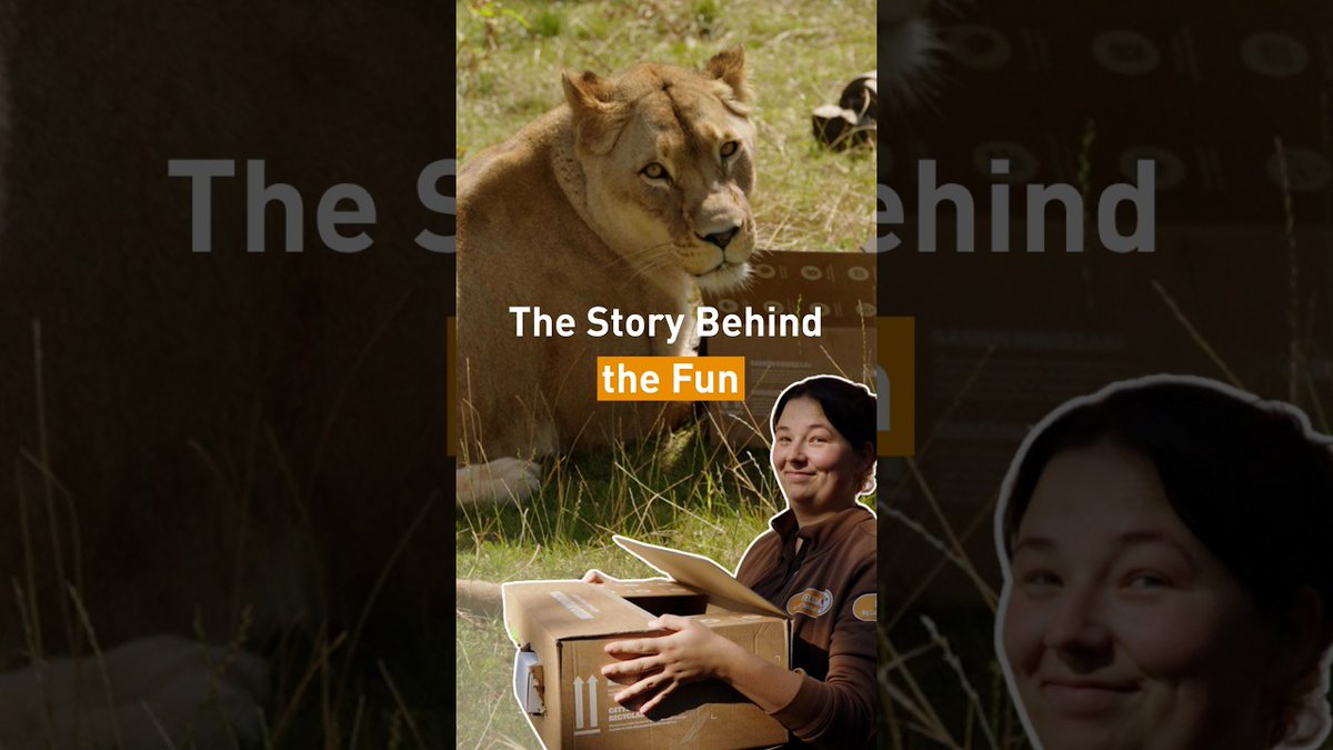fourpawsint's tweet photo. Enrichment vs Manuschka 🐾🧡 | FOUR PAWS | [SUBS]: ⚙️ Turn on *SUBTITLES* [CC] POV: The enrichment took hours to make... Manuschka said, &amp;quot;Challenge accepted.&amp;quot; 🧩📦 Our animal caretakers are always coming up with new and creative ways to keep… https://t.co/pIU4DE6zAy https://t.co/MMUecsuXSB