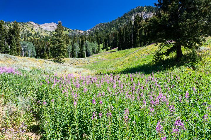 TimelessTrvlr's tweet photo. Just east of Jackson, Wyoming, there’s a 287,000-acre wilderness where you can find grizzlies, wolves, elk, moose and bighorn sheep without a tour bus in sight.

It’s called the Gros Ventre Wilderness, and it sits inside the Greater Yellowstone Ecosystem. Most people coming through this part of Wyoming head toward Yellowstone or Grand Teton. Gros Ventre is different. Once you enter the wilderness, there are no cars, tour buses or bicycles. You travel on foot or horseback.

That matters in a place known for wildlife. Elk, mule deer, bighorn sheep and black bears all use this country. Grizzlies, wolves, mountain lions and bison are here too. Wildlife biologist Olaus Murie considered the Gros Ventre especially important as calving habitat for the Jackson Hole elk herd.

The landscape helps explain it. Gros Ventre has large stretches of lower-elevation habitat, with river valleys, forests, meadows and mountain slopes that give animals room to move between seasonal ranges.

People are relatively scarce too. Forest Service documents have described Gros Ventre as lightly visited compared with nearby wilderness areas, and recent monitoring found encounters between groups generally well below management thresholds.

That’s notable considering Jackson is right next door.

The wilderness was designated in 1984 as part of the Wyoming Wilderness Act. Nearly four decades later, its lack of roads and motorized travel is still a big part of what makes it different from the national parks nearby.

You might spend hours walking here without seeing another group. You may see elk tracks instead, moose in the willows, bighorn sheep on a slope or bear sign along the trail.

There are no roadside wildlife jams because there is no roadside.

Yellowstone gives millions of people access to one of the best wildlife landscapes in North America. Gros Ventre gives you another way to see part of that same ecosystem.

You have to walk into it.

I write about places like this in the Timeless Traveler newsletter. If you like finding the places people drive past on the way to somewhere famous, join us.

https://t.co/eW2kBY27EE