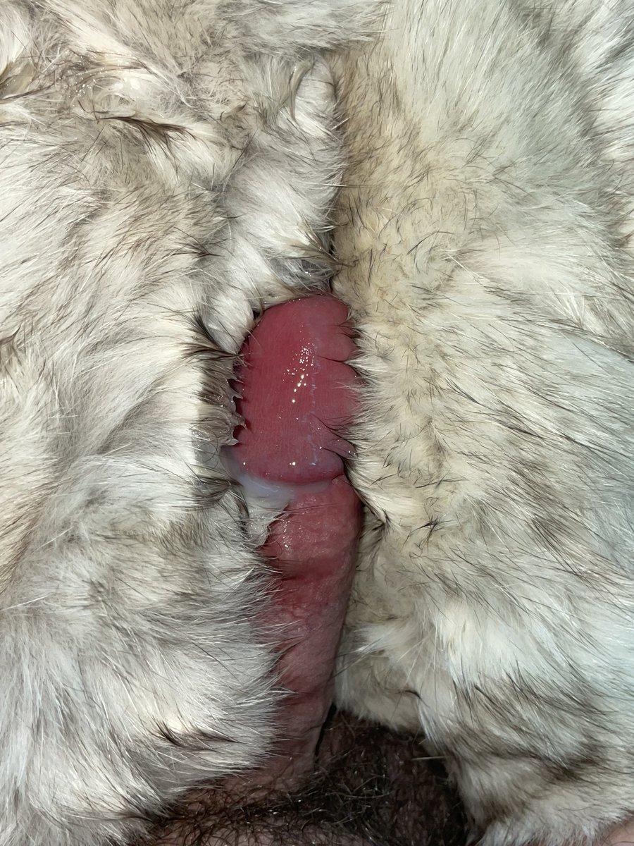 Thatfurguy1's tweet photo. Hot Cum All Over Blue Fox Fur #Furfetish #Cumonfur #Bluefoxfur #Furcoat https://t.co/YyUmzvQQ13