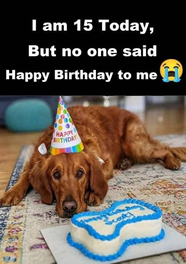 Popularpuppies3's tweet photo. https://t.co/ApYoBj0Y70