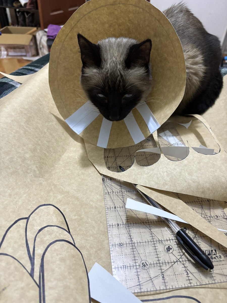 DoorsAndFloorsB's tweet photo. The cat wasn’t liking her new accessory, so…I mayyyybbeeee turned the cat cone into a flower…. https://t.co/kw3skVQPWT
