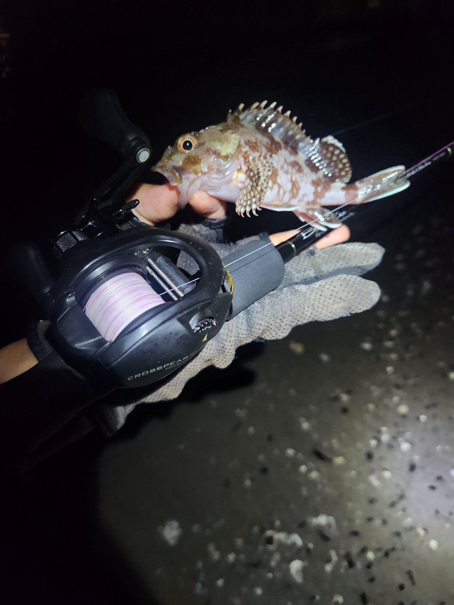 tsurikaisu's tweet photo. 夜の部
流石にマズメ外すと反応は半分以下🤣
ライトな釣りも楽しみたかったのでブルカレ×クロスピアCPで
3gくらいならまあ普通に投げれました。ライトソルトにもクロスピアいいね👍フリリグやろーと思ったらそのままできるし。
しかしここキビレ安定しているね🤔
#クロスピアCP
#tailwalk https://t.co/fXHystEbZ7