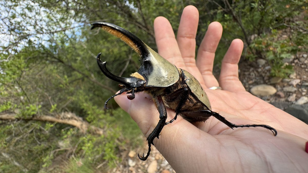 owee_dynastes's tweet photo. アリゾナにグラントシロカブトおった！ https://t.co/u65to9vVMo