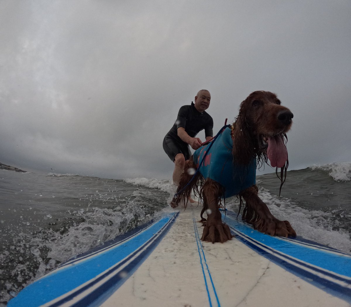 Surfing_Dog's tweet photo. 2026.8.23
ハッピータンデムサーフィン♪
#goprodog #hero13black
#goprojp
#goproのある生活
#wavestorm #stormblade
#bambina #アイリッシュセター #irishsetter
#サーフドッグ #サーフィン犬
#サーファー犬 #ドッグサーフィン
#波乗り犬 https://t.co/T6xblAXs2c