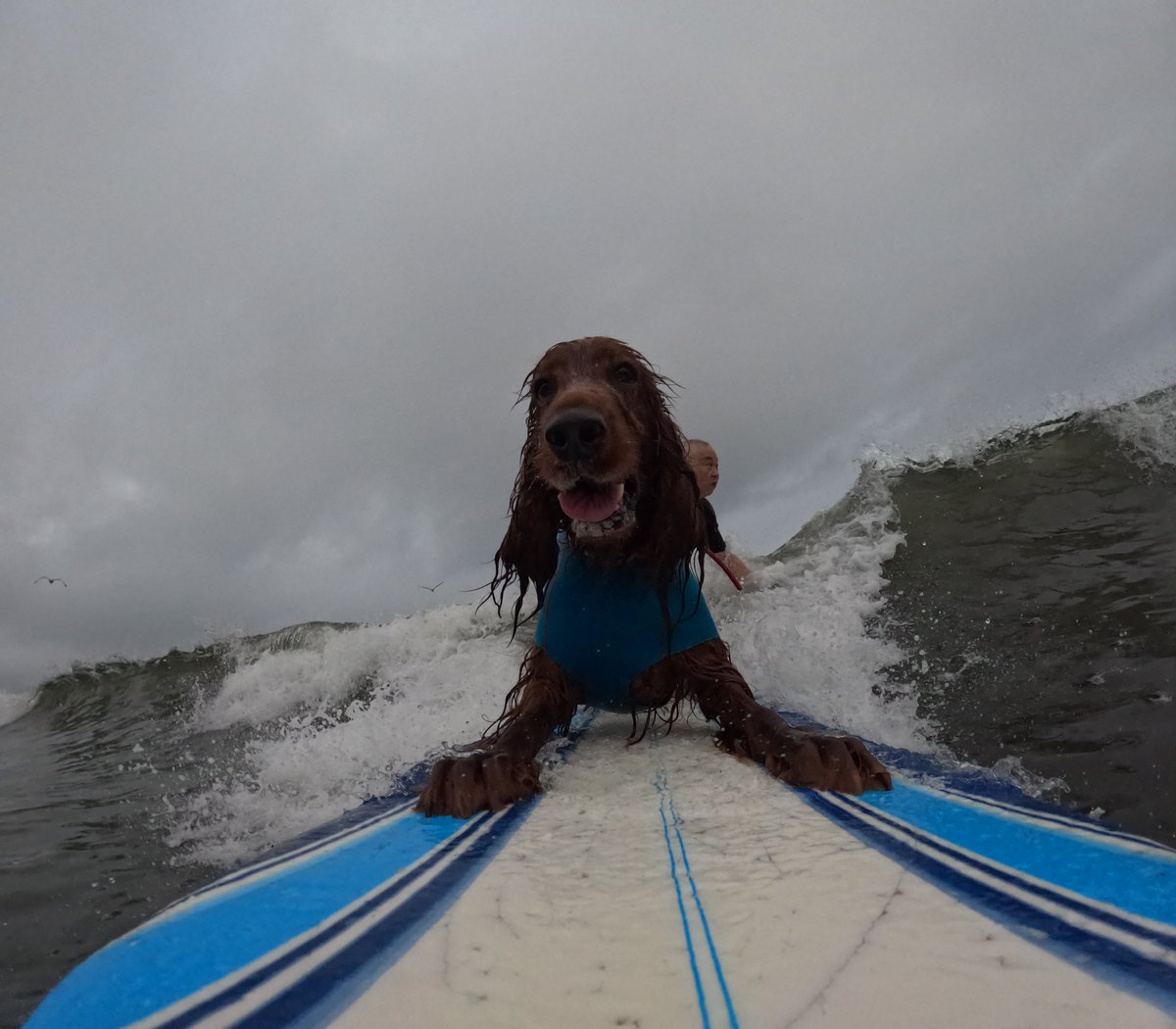 Surfing_Dog's tweet photo. 2026.8.23
ハッピータンデムサーフィン♪
#goprodog #hero13black
#goprojp
#goproのある生活
#wavestorm #stormblade
#bambina #アイリッシュセター #irishsetter
#サーフドッグ #サーフィン犬
#サーファー犬 #ドッグサーフィン
#波乗り犬 https://t.co/T6xblAXs2c