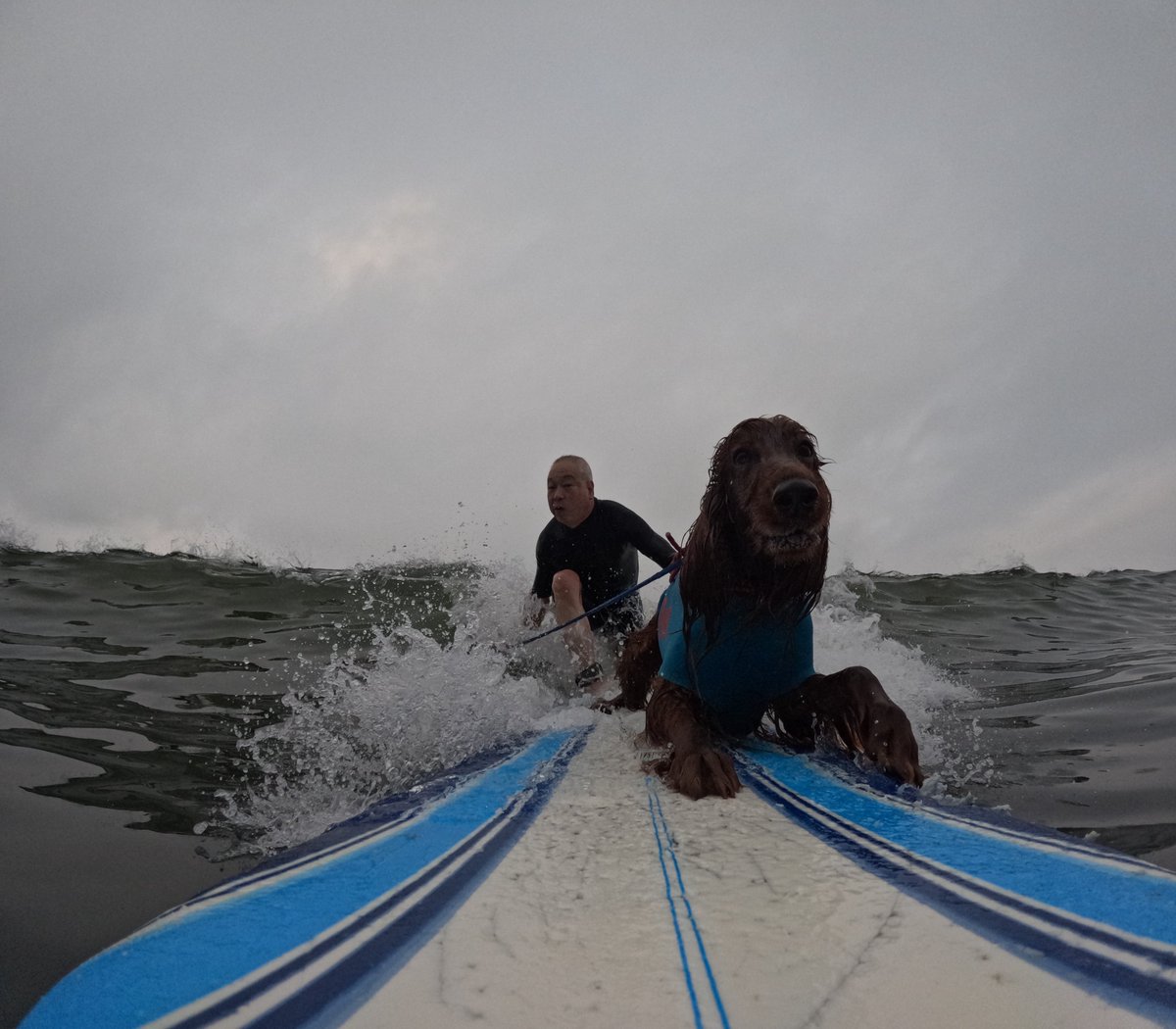 Surfing_Dog's tweet photo. 2026.8.23
ハッピータンデムサーフィン♪
#goprodog #hero13black
#goprojp
#goproのある生活
#wavestorm #stormblade
#bambina #アイリッシュセター #irishsetter
#サーフドッグ #サーフィン犬
#サーファー犬 #ドッグサーフィン
#波乗り犬 https://t.co/T6xblAXs2c