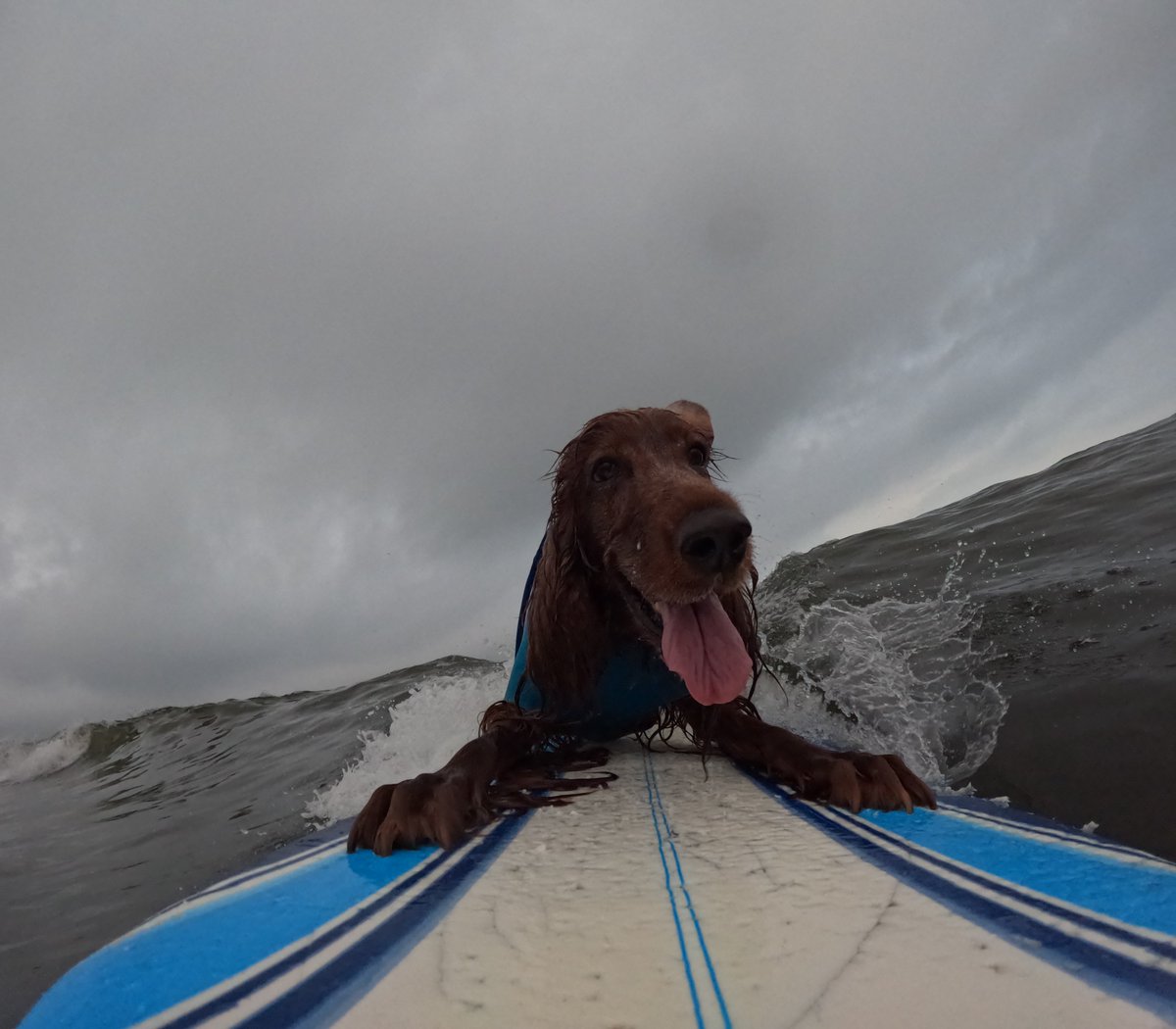 Surfing_Dog's tweet photo. 2026.8.23
ハッピータンデムサーフィン♪
#goprodog #hero13black
#goprojp
#goproのある生活
#wavestorm #stormblade
#bambina #アイリッシュセター #irishsetter
#サーフドッグ #サーフィン犬
#サーファー犬 #ドッグサーフィン
#波乗り犬 https://t.co/T6xblAXs2c