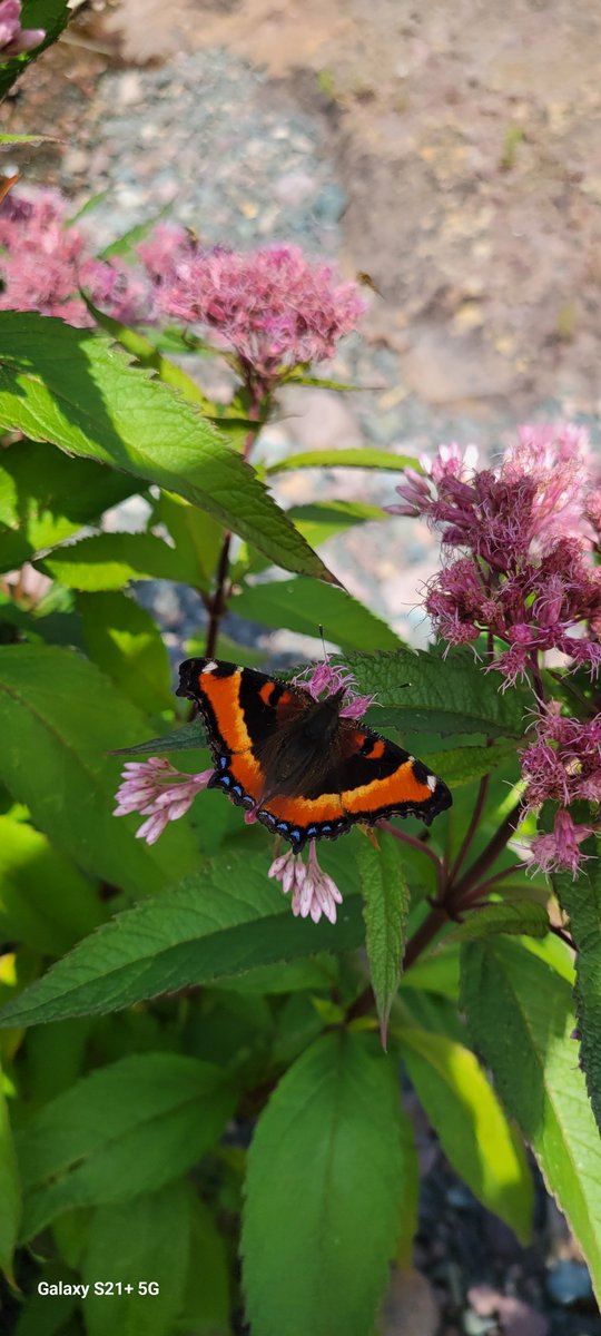 StphnBailey's tweet photo. Aglais milberti, the fire-rim tortoiseshell and a White Admiral. https://t.co/pjfTHaS6MI