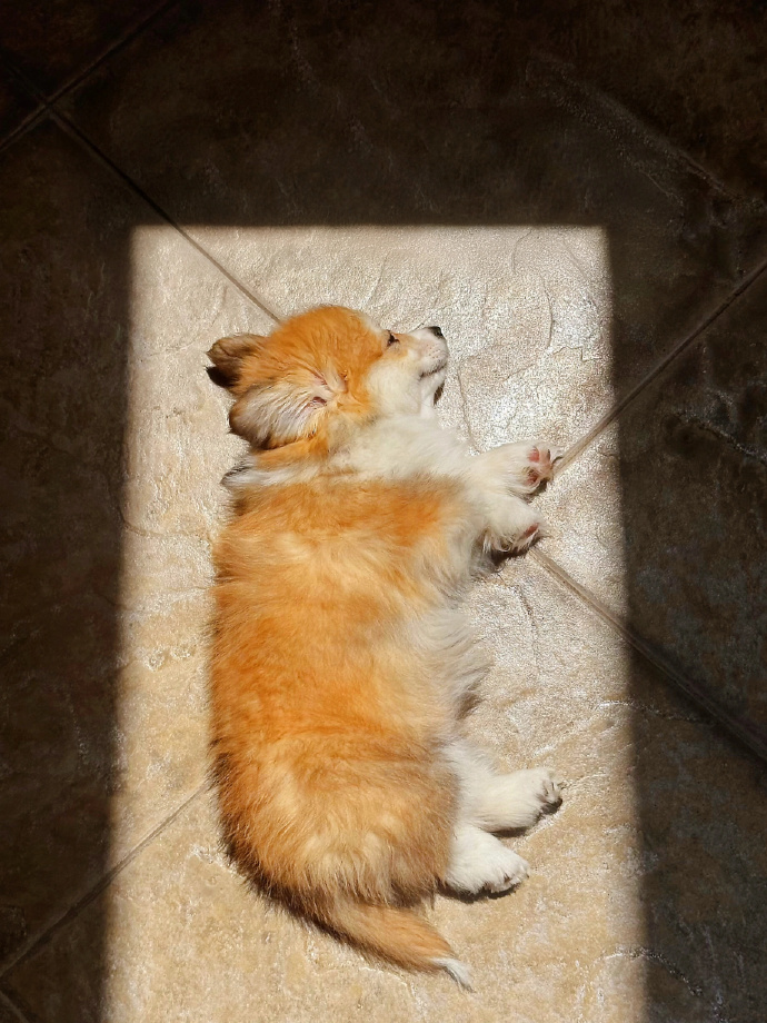 askquiry's tweet photo. My pup's sunny naptime is the best part of my day—soft fur, quiet snuffles, all the cozy vibes I need. https://t.co/yr4fbuVtLP