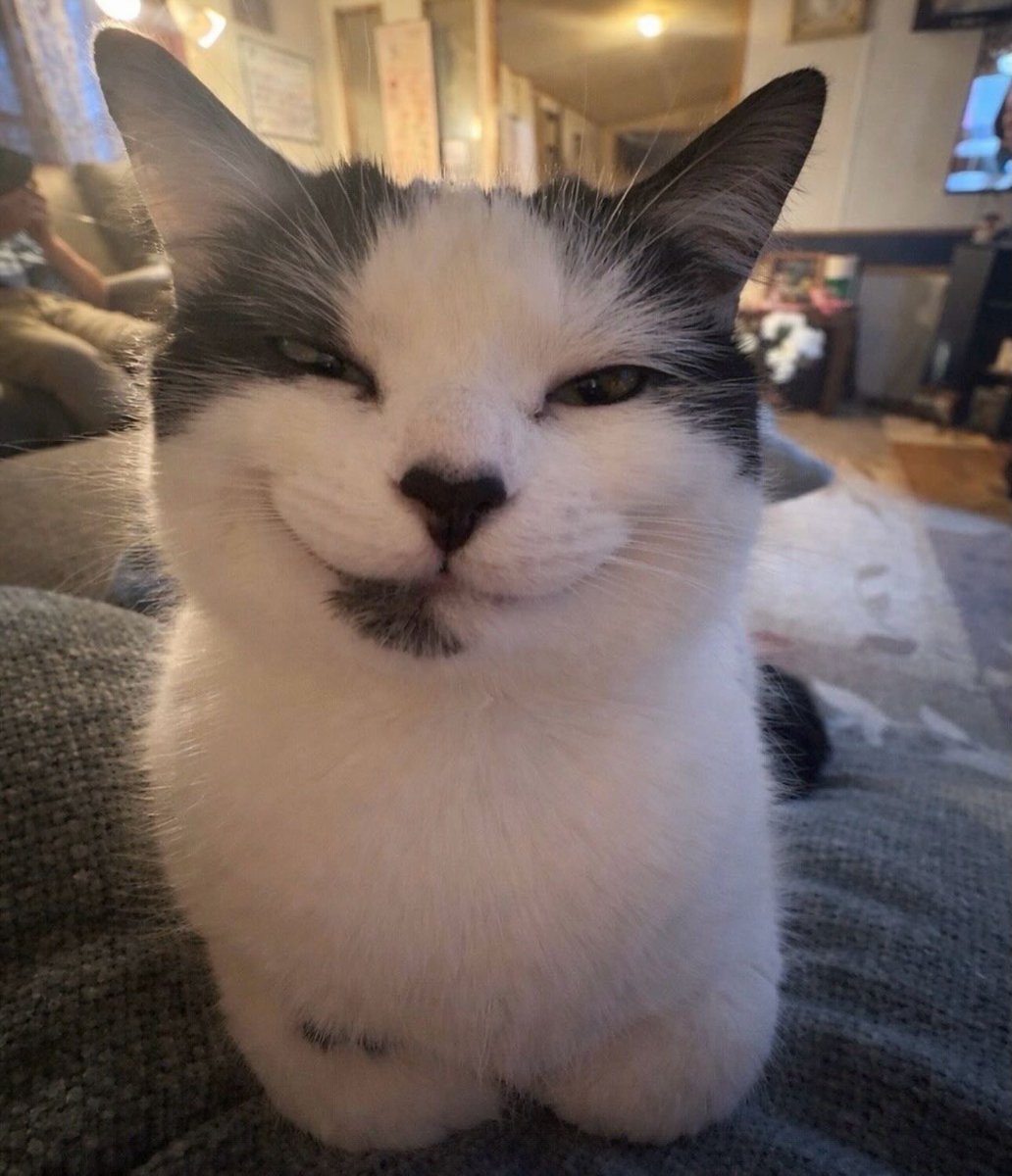 catsworldaura's tweet photo. https://t.co/YR0u9Qfs0d